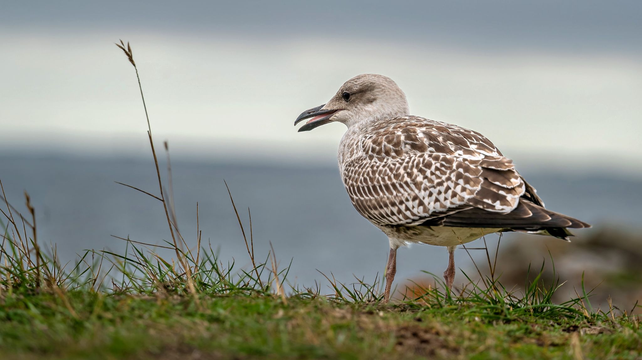 20250918 134758 Carnac   junge Silbermöwe   bearbeitet